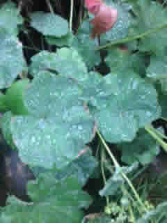 rain-on-leaves